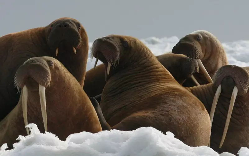 Different-Types-of-Walrus