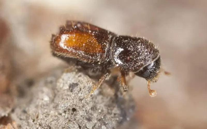 Evolution Of Ambrosia Beetle