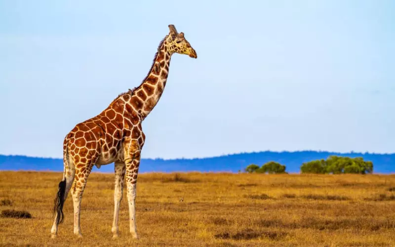 Geographical Presence Of Giraffe