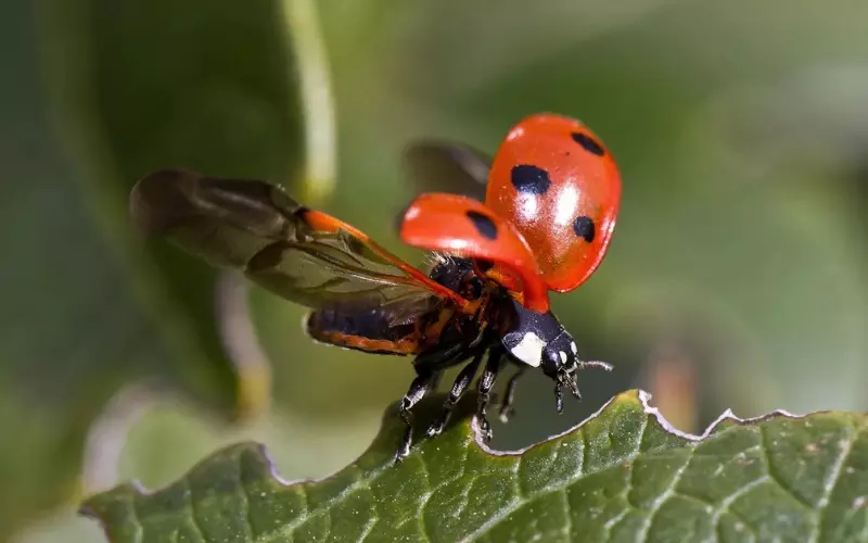 Geographical-Presence-of-Ladybug