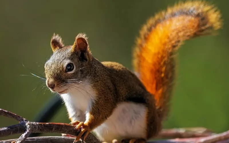 Geographical Presence of Squirrel