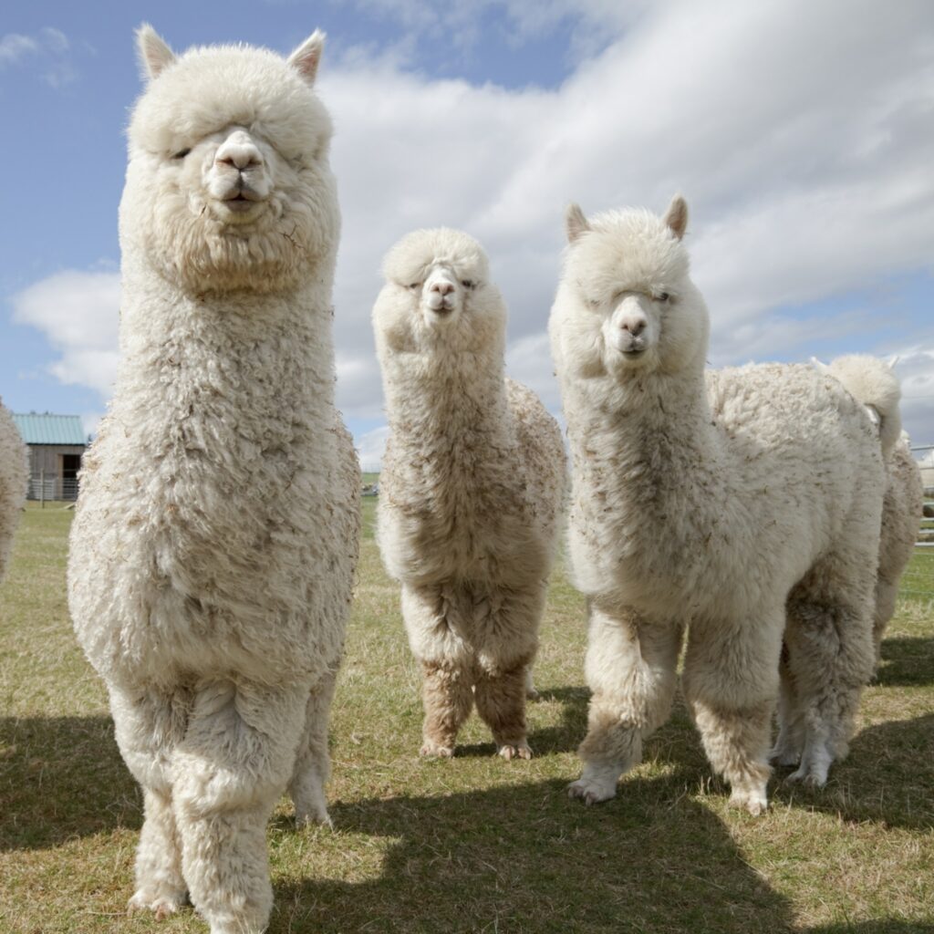 Alpaca: History, Facts, Size, Habitat, Classification & Much More