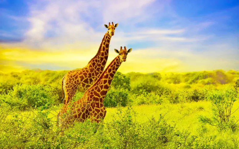 Habitat Of Giraffe