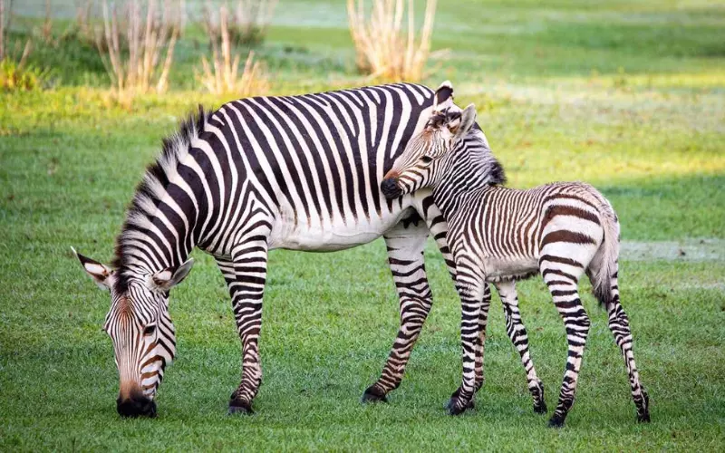 Habitat Of Zebra