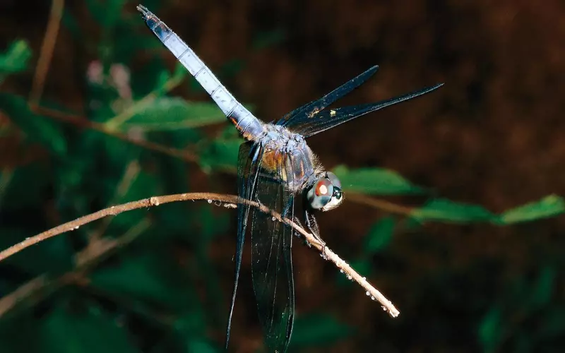 Habitat of Dragonfly