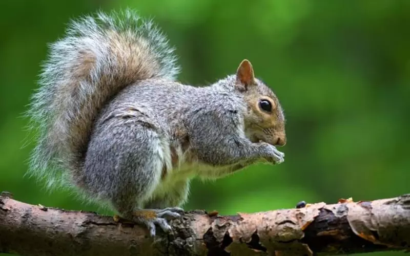 Habitat of Squirrel