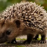 Hedgehog