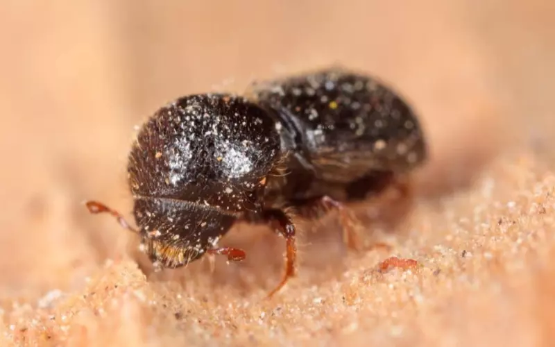 History Of Ambrosia Beetle