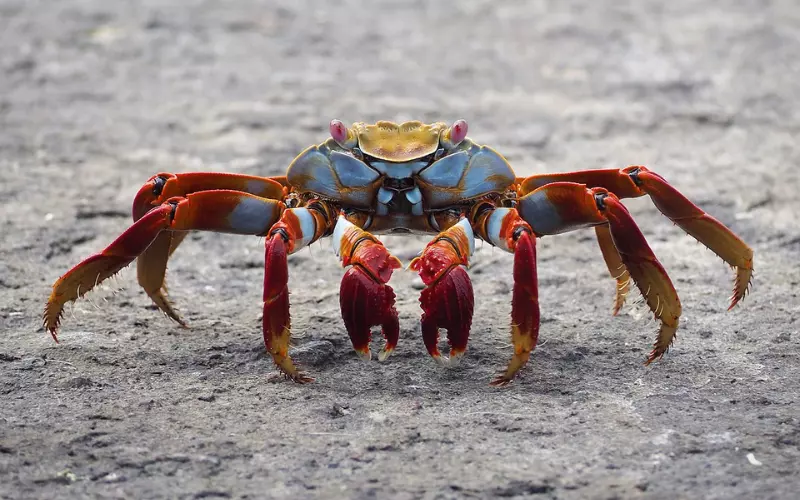 History Of Crab’s