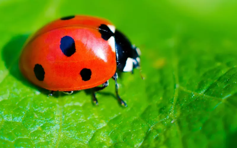 History-of-Ladybug