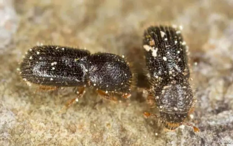 Importance Of Ambrosia Beetle