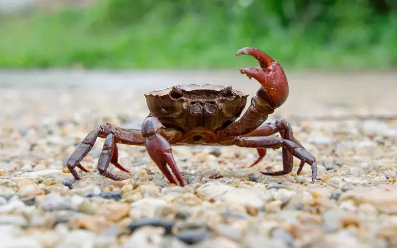 Importance Of Crab