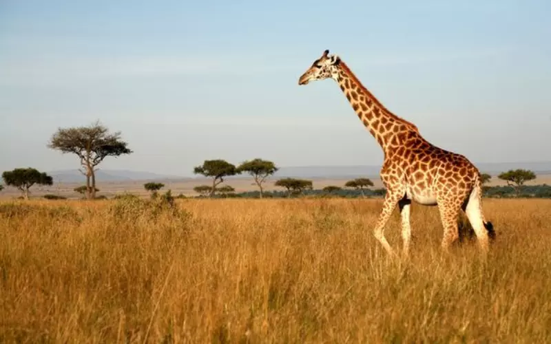 Importance Of Giraffe