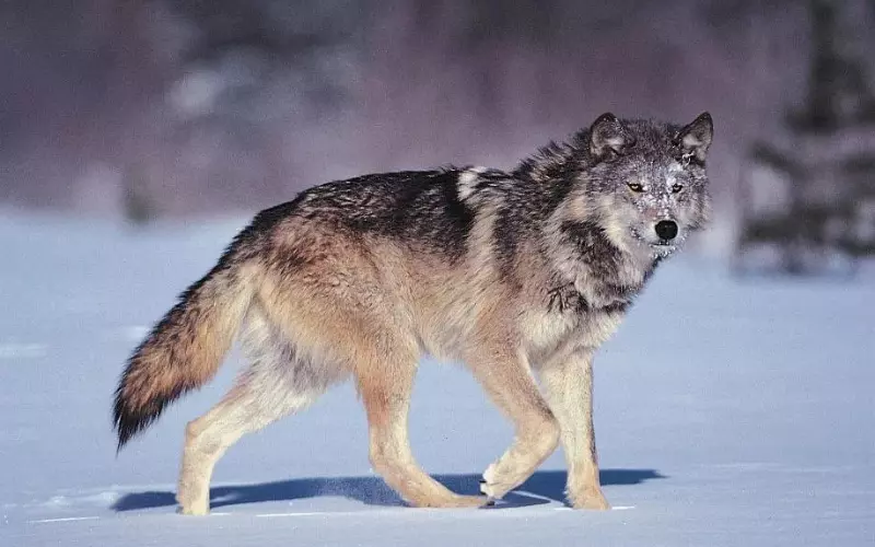 Importance Of Wolf