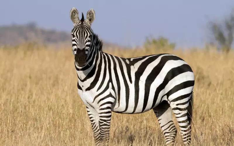Importance Of Zebra