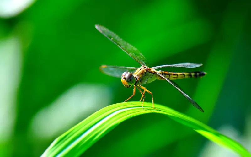 Importance-of-Dragonfly