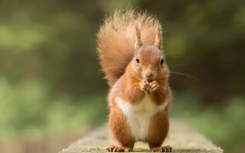 Importance of Squirrel
