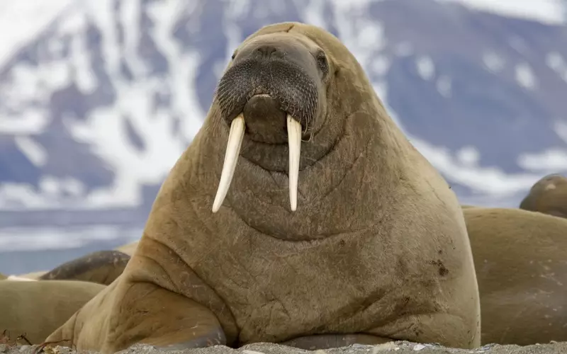 Importance-of-Walrus