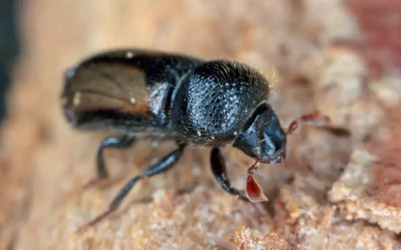 Locomotion Of Ambrosia Beetle