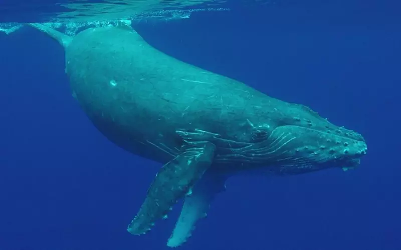 Locomotion Of Whale’s