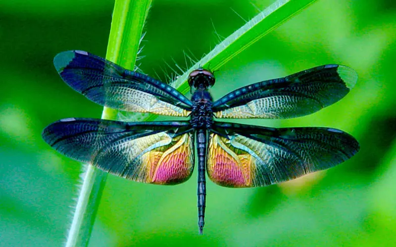 Locomotion of Dragonfly