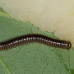 Millipede