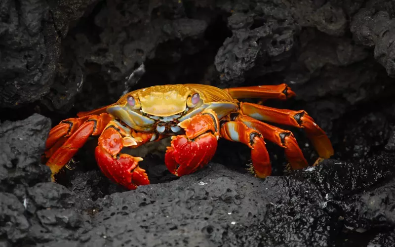 Reproduction And Lifecycle Of Crab’s