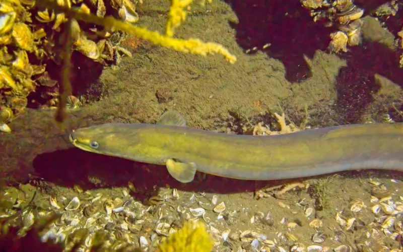 Reproduction And Lifecycle Of Eel