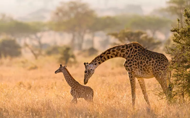 Reproduction And Lifecycle Of Giraffe’s