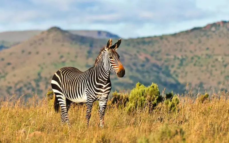 Reproduction And Lifecycle Of Zebra’s