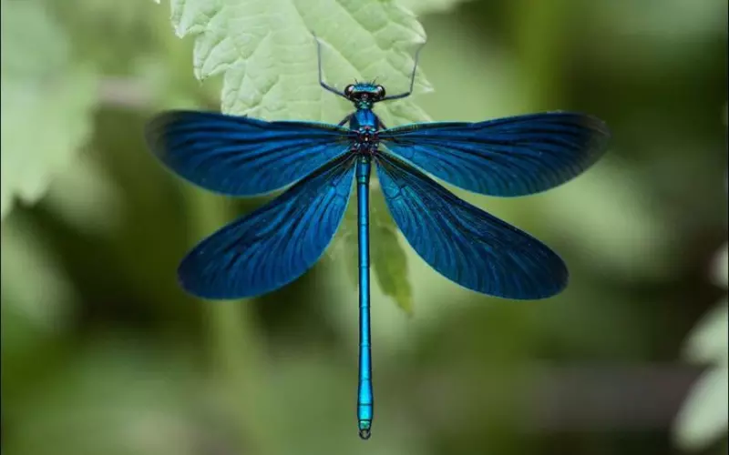 Reproduction and Lifecycle of Dragonfly's