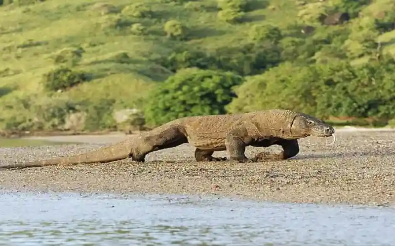 Reproduction and Lifecycle of Komodo Dragon's