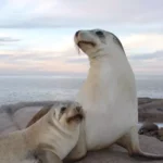 Sea Lion