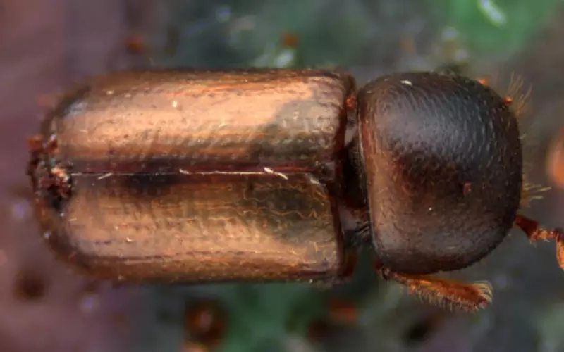 Size Of Ambrosia Beetle
