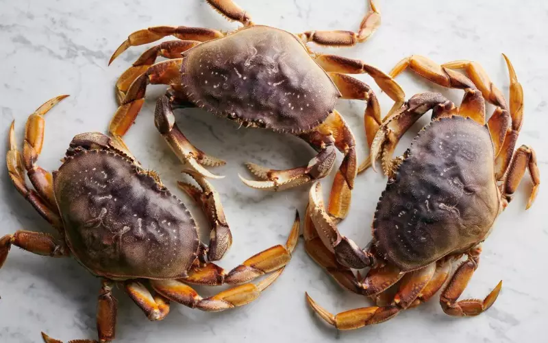 Size Of Crab’s