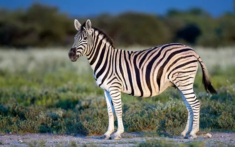 Size Of Zebra