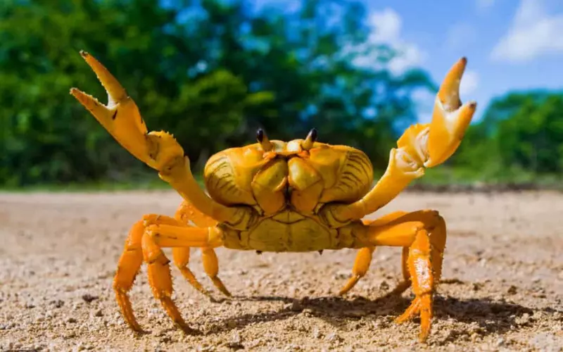 Social And Sexual Behaviour Of Crab’s