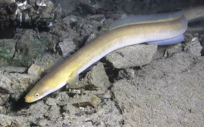 Social And Sexual Behaviour Of Eel