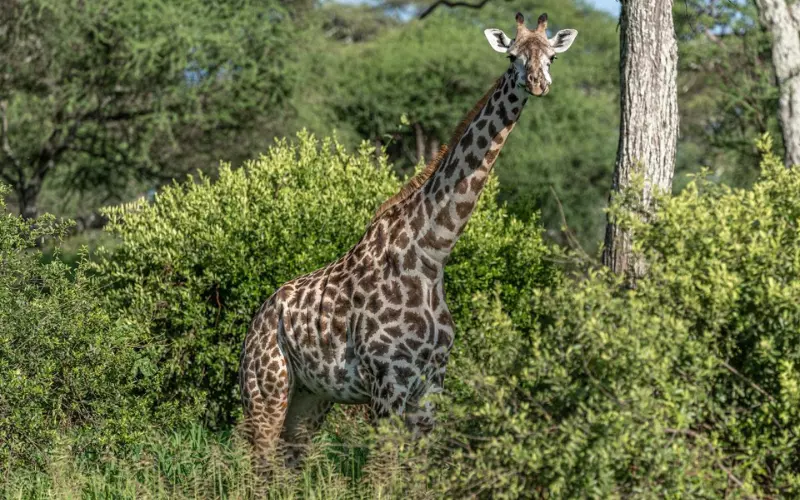 Social And Sexual Behaviour Of Giraffe’s