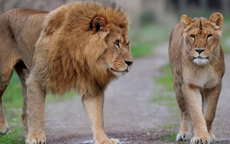 Social And Sexual Behaviour Of Lion