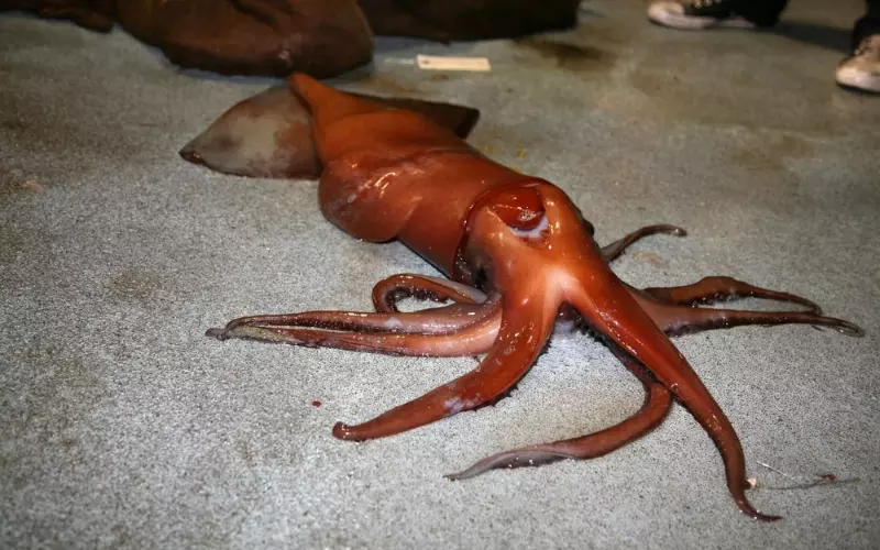 Social And Sexual Behaviour Of Squid