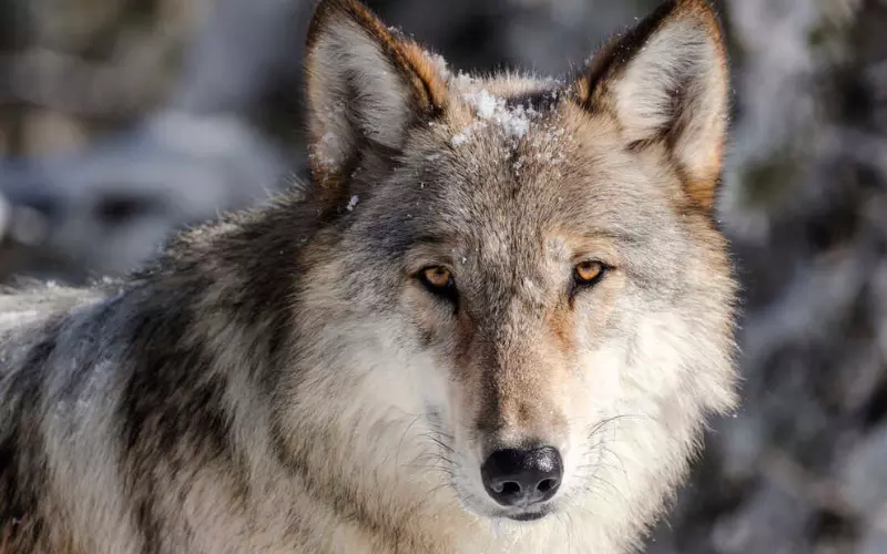 Social And Sexual Behaviour Of Wolf’s