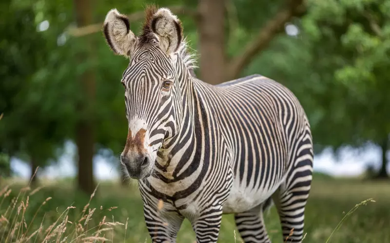 Social And Sexual Behaviour Of Zebra’s