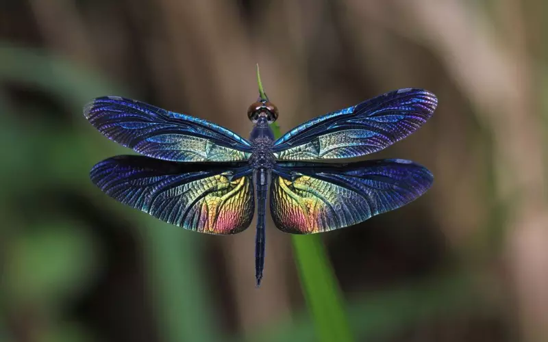 Social-and-Sexual-Behaviour-of-Dragonflys