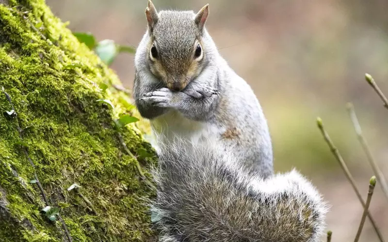 Social and Sexual Behaviour of Squirrels