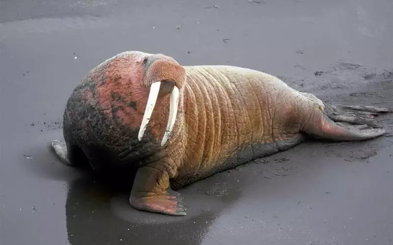 Social and Sexual Behaviour of Walrus's