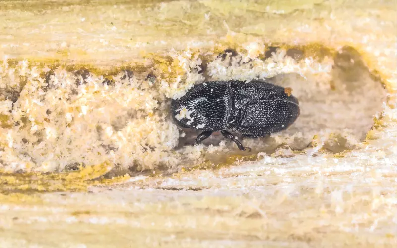 Threats To Ambrosia Beetle