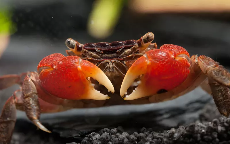 Threats To Crab’s