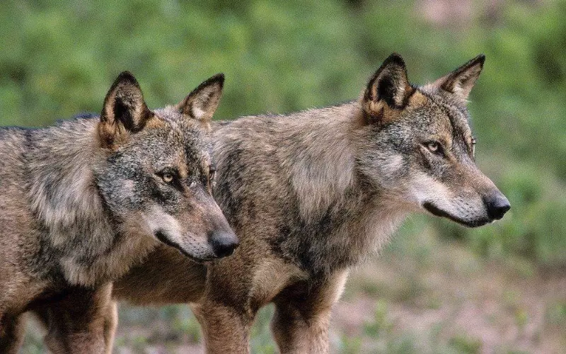 Threats To Wolf’s
