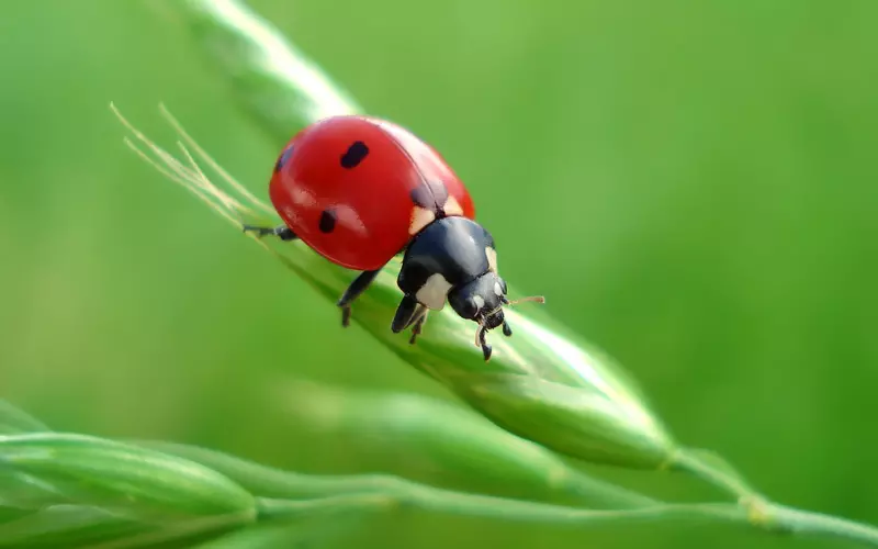 Threats-to-Ladybug